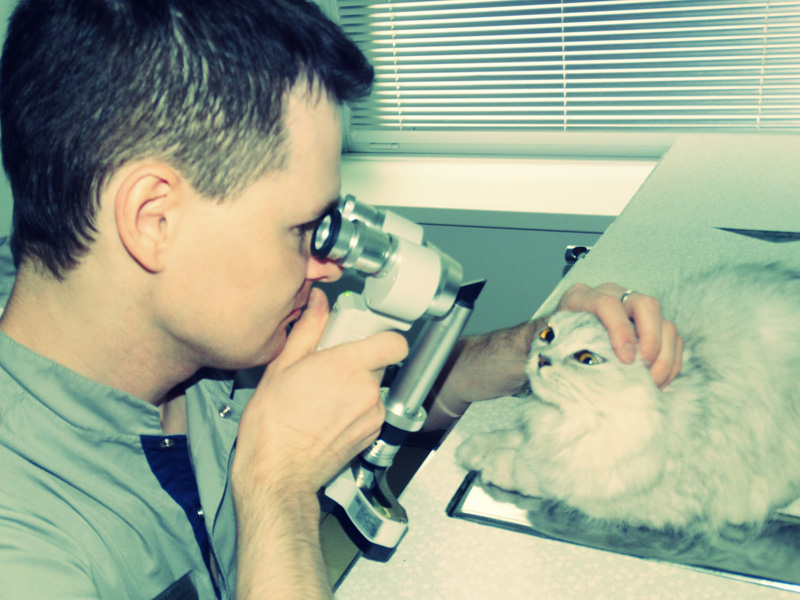офтальмолог ветеринар