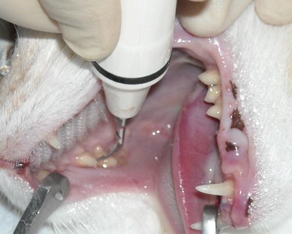 ультразвуковая чистка зубов у собаки