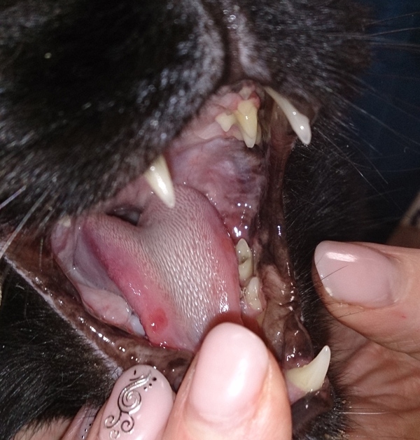 Калицивироз кошек - симптомы и лечение