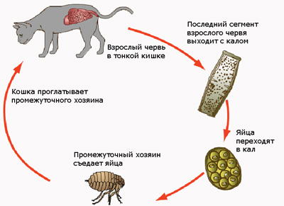 Разновидности Глистов У Кошек Фото