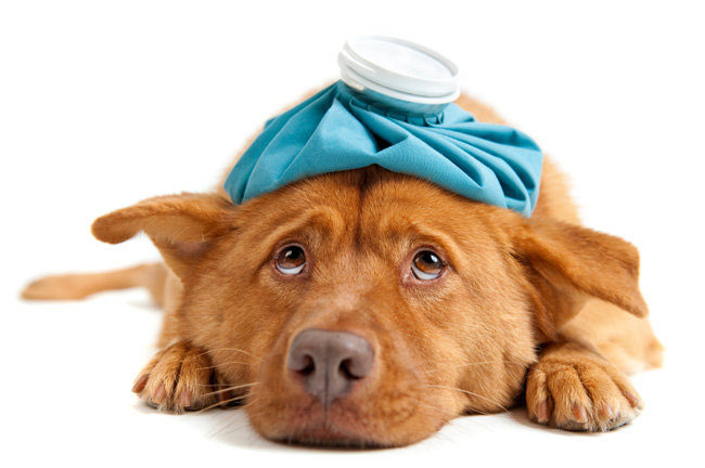 терапия домашних животных