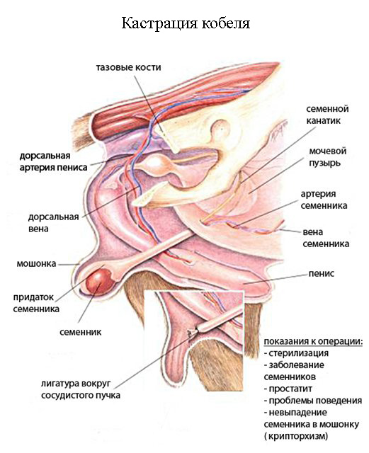 кастрация кобеля