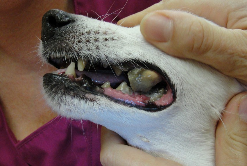 Выпадение зубов у собак