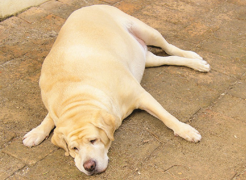 Гипотериоз у собак: причины, симптомы, диагностика и лечение