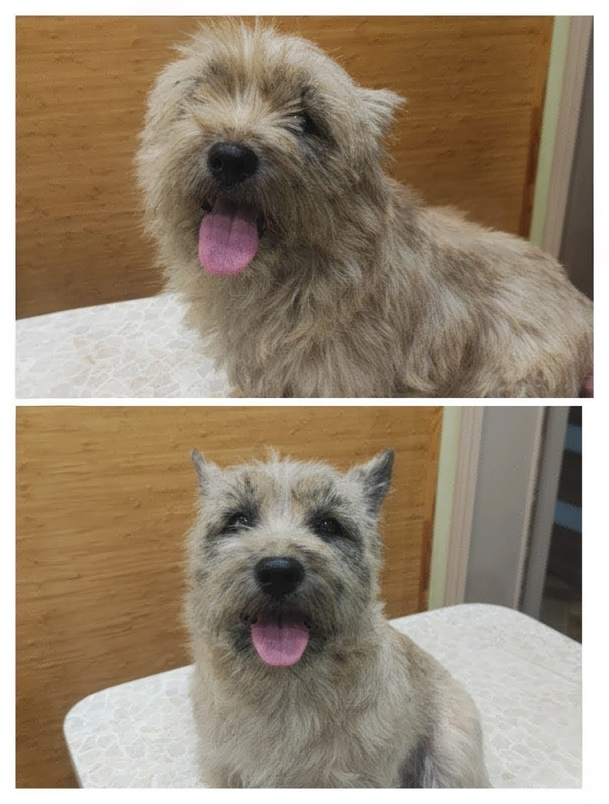 Груминг животных спб