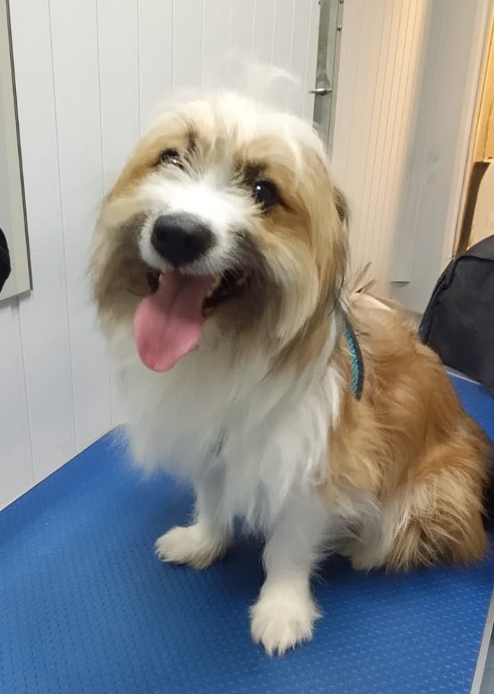 мытье собак спб