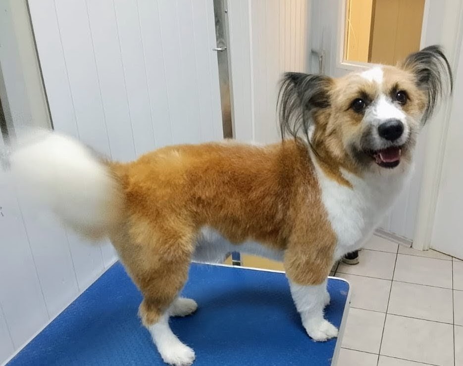 гигиена собак спб