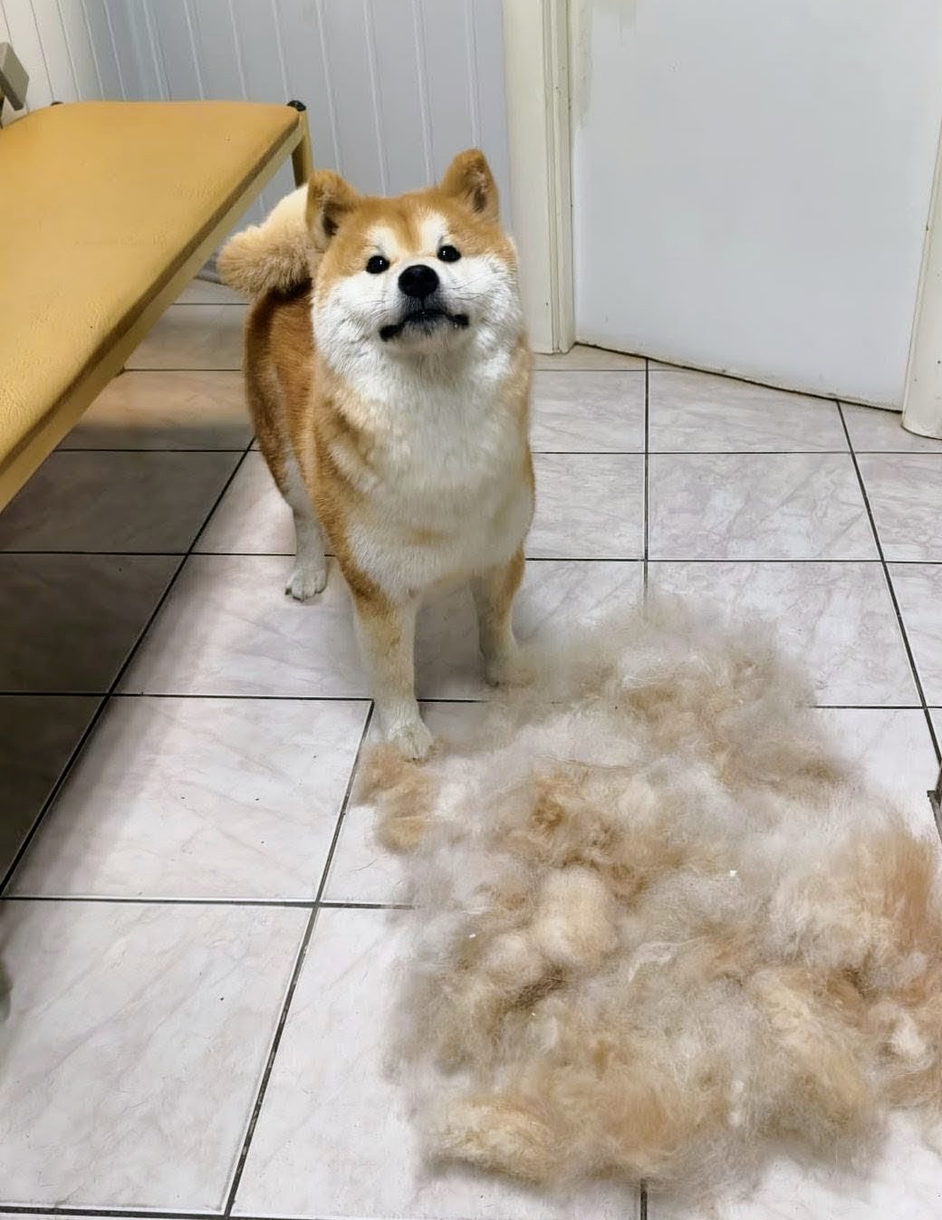 гигиена животных