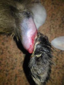 некроз лапы кошки после тромбоэмболии
