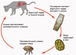 Дипилидиоз кошек