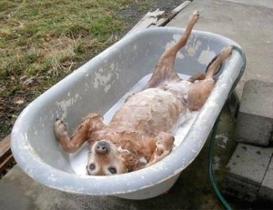 как помыть собаку