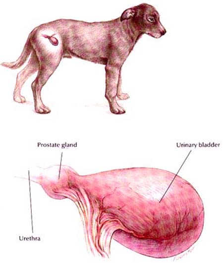Симптомы цистита у собак