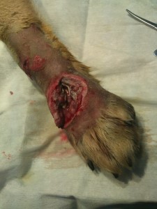кусаная рана у собаки