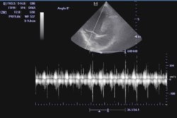 эхокардиография кошек и собак