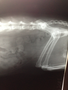 Запор у кошки рентгенограмма