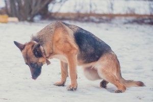 собака хромает