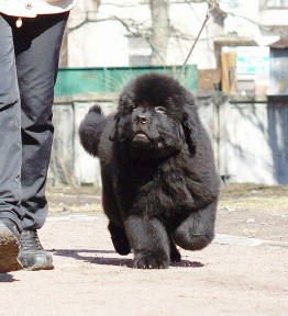 Прививки щенкам